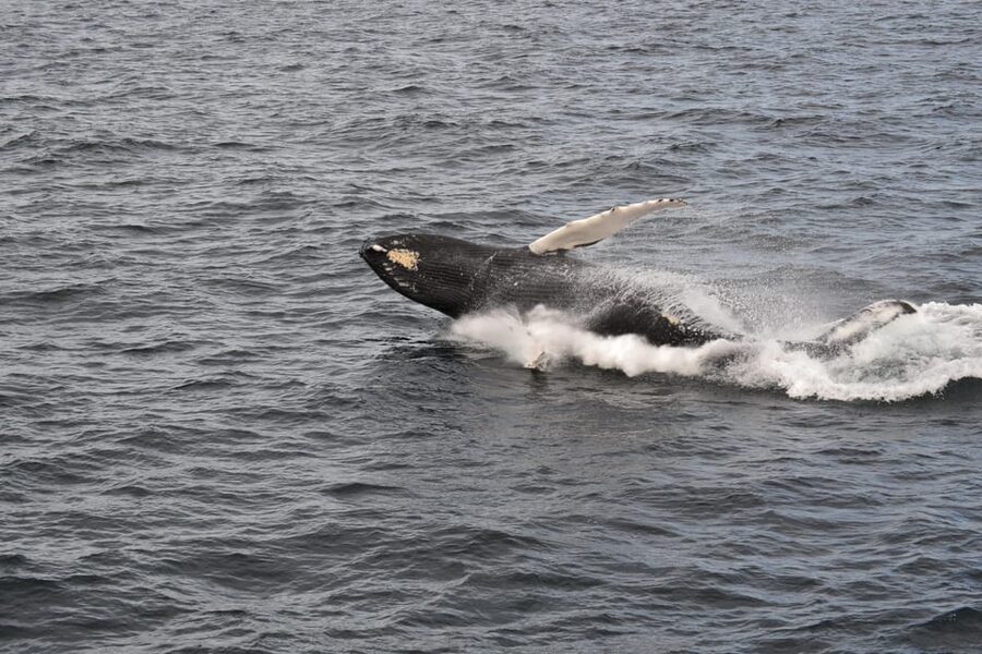Reykjavik: Whale Watching Morning Expedition - Who Should Book This Morning Whale Watching Tour?