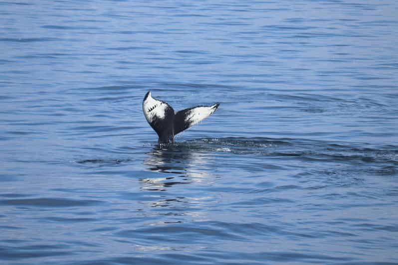 Reykjavik: Whale Watching Morning Expedition - Old Harbour Morning: Finding Geirsgata 11 Without Stress