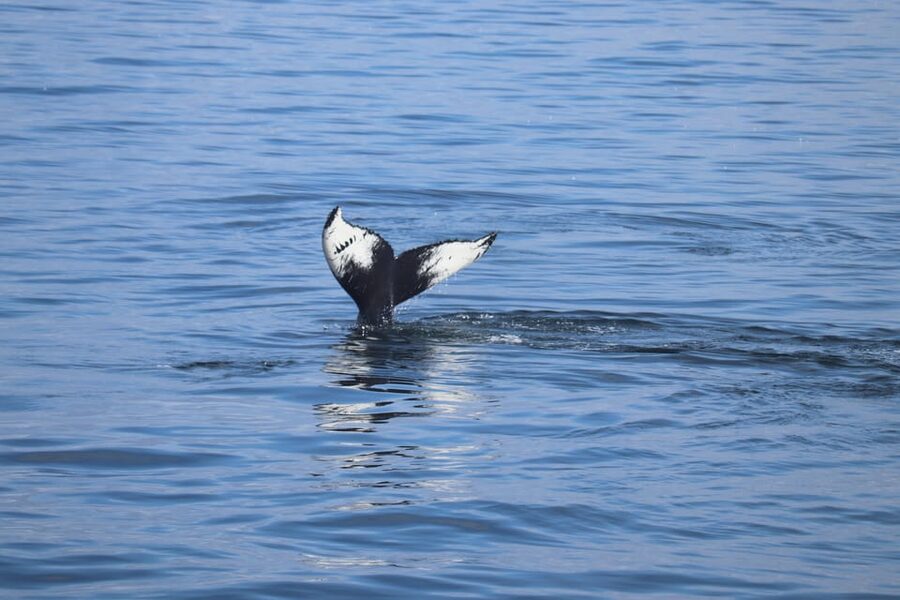 Reykjavik: Whale Watching Morning Expedition - 9:00 AM on the Water: What the Timing Really Means
