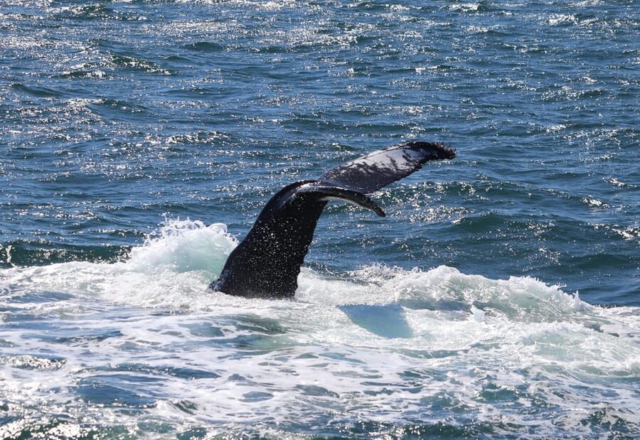 Reykjavik: Whale Watching Morning Expedition - Onboard Comfort: Overalls, Heated Cabin, Toilets, Wi‑Fi, and a Bar