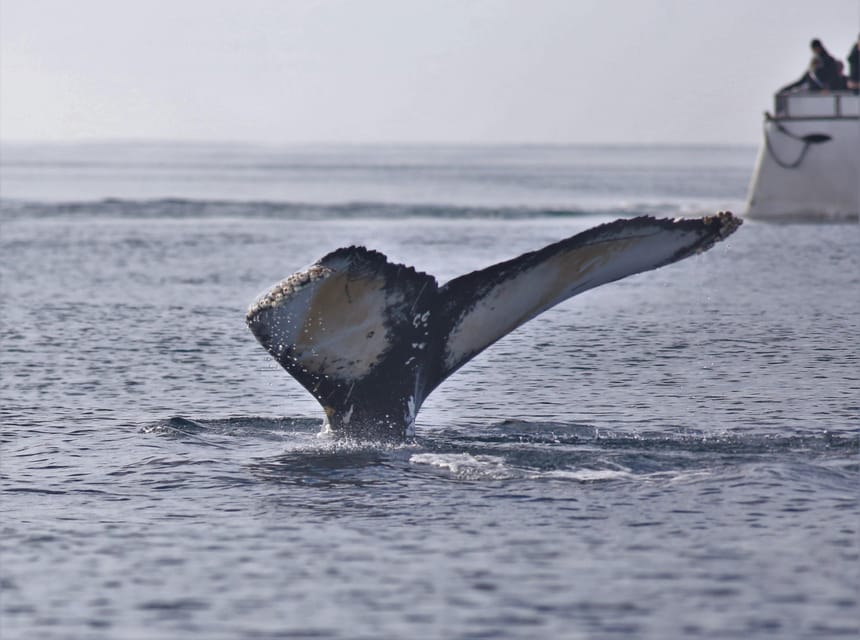Reykjavik: Whale Watching Morning Expedition - The Animals You’re Watching For (And How to Think About It)