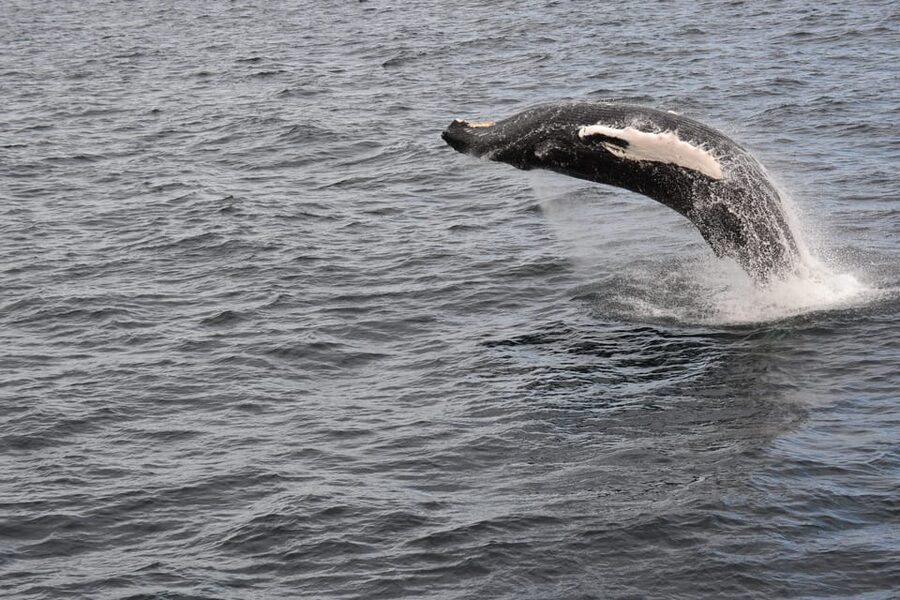 Reykjavik: Whale Watching Morning Expedition - The 3.5-Hour Timeline: A Practical Walkthrough