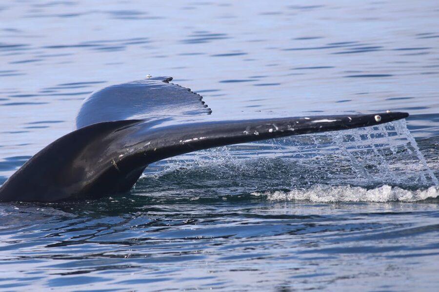 Reykjavik: Whale Watching Morning Expedition - What to Bring: Small Things That Make a Big Difference