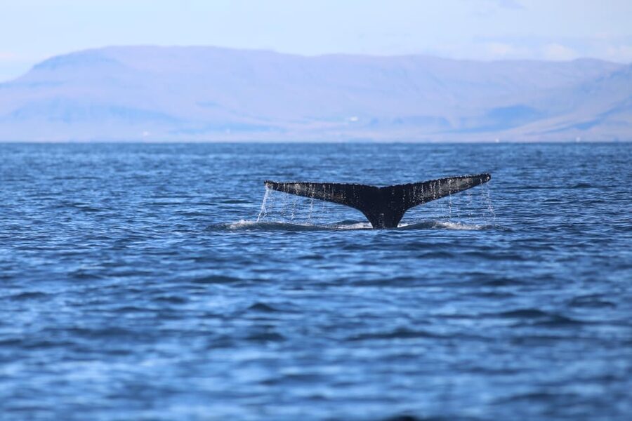 Reykjavik: Whale Watching Morning Expedition - Price and Value: Does $103 Add Up?