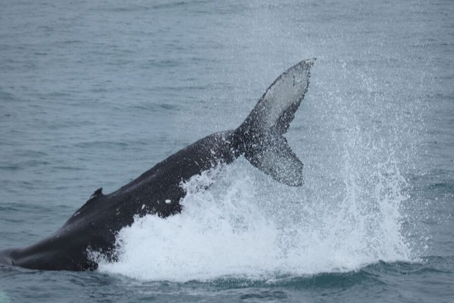 Reykjavik: Whale Watching & Northern Lights Combo Cruise - Key things I’d watch for on this combo cruise