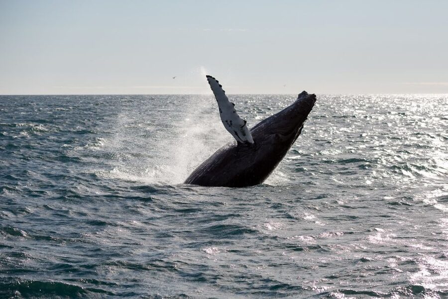 Reykjavik: Whale Watching & Northern Lights Combo Cruise - FAQ