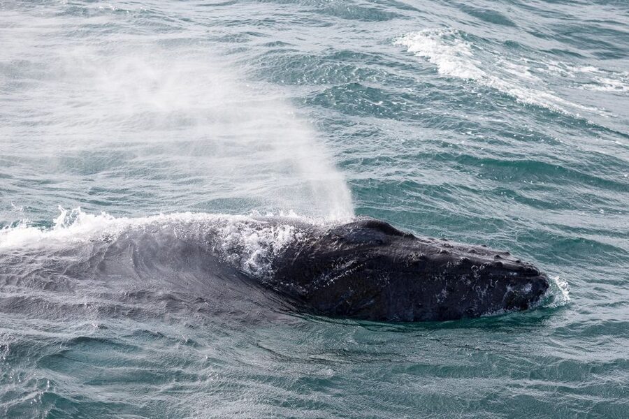 Reykjavik: Whale Watching & Northern Lights Combo Cruise - Northern Lights from the water: warm cabins, cold skies, and real uncertainty