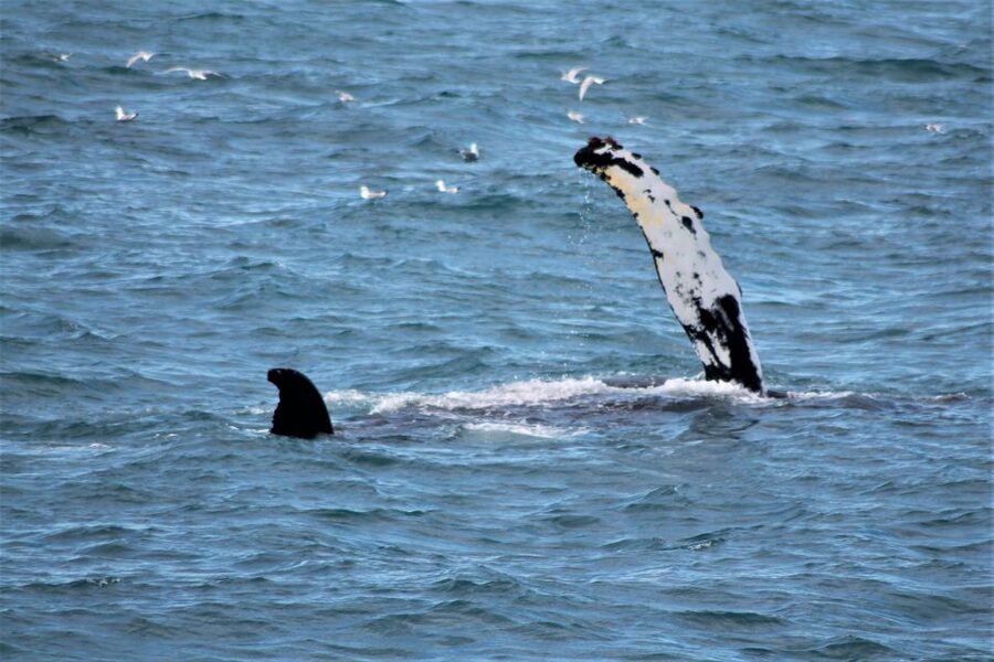 Reykjavik: Whale Watching & Northern Lights Combo Cruise - Why the combo is good value at $205 (and where it can fall flat)