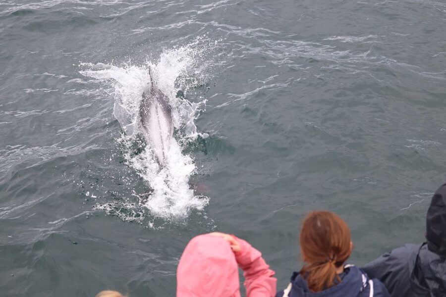 Reykjavik: Whale Watching & Northern Lights Combo Cruise - The onboard details that make a difference more than you’d expect