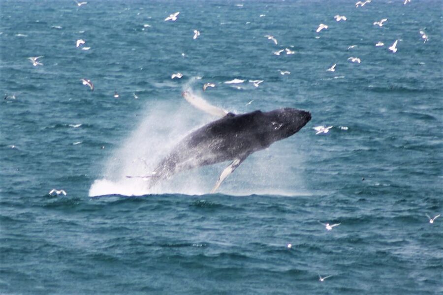 Reykjavik: Whale Watching & Northern Lights Combo Cruise - Who this cruise suits (and who might want a different plan)