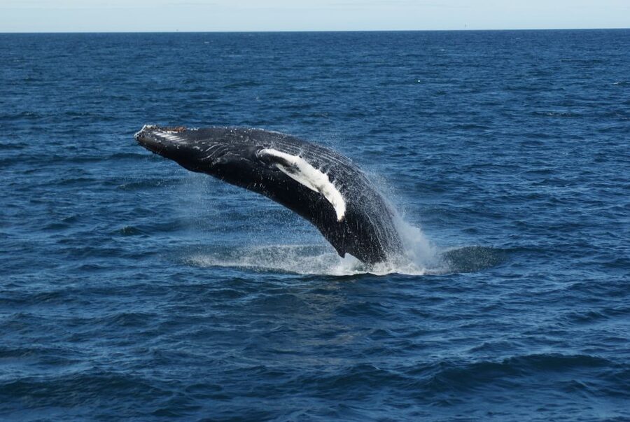 Reykjavik: Whale Watching & Northern Lights Combo Cruise - Faxaflói Bay whale watching: how the search works in practice