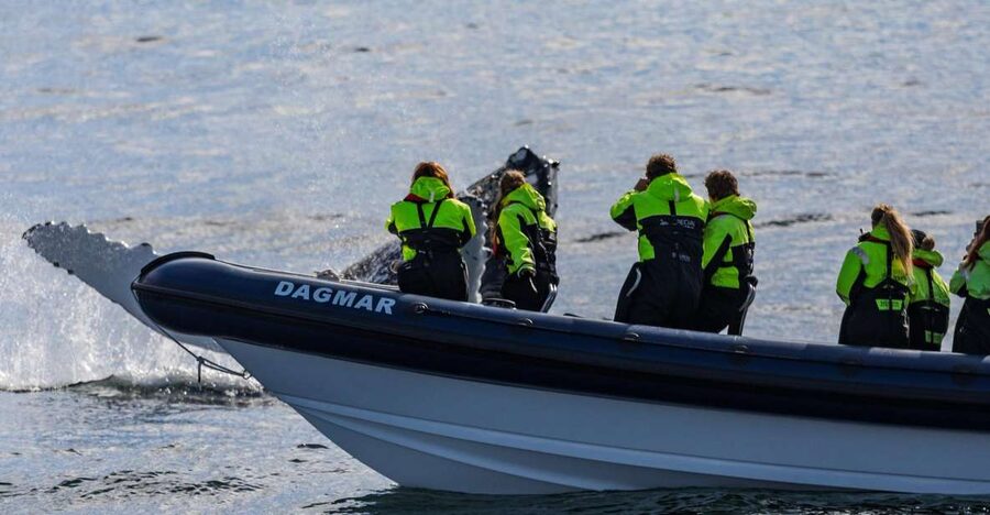 Reykjavik: Whale Watching Tour by RIB Boat - Key highlights at a glance