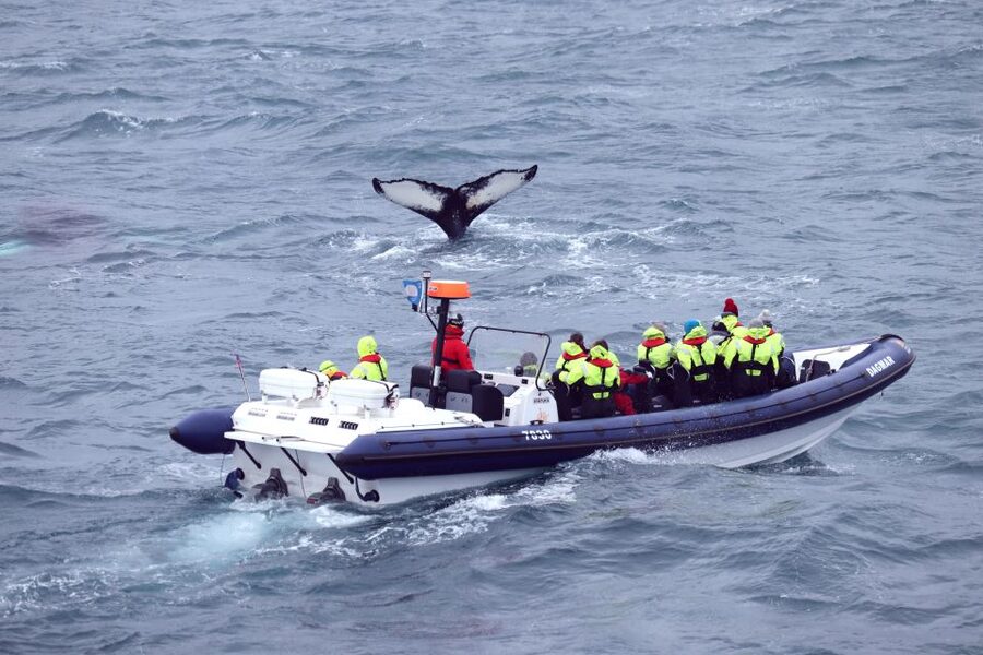 Reykjavik: Whale Watching Tour by RIB Boat - Should you book this Reykjavik RIB whale watching tour?