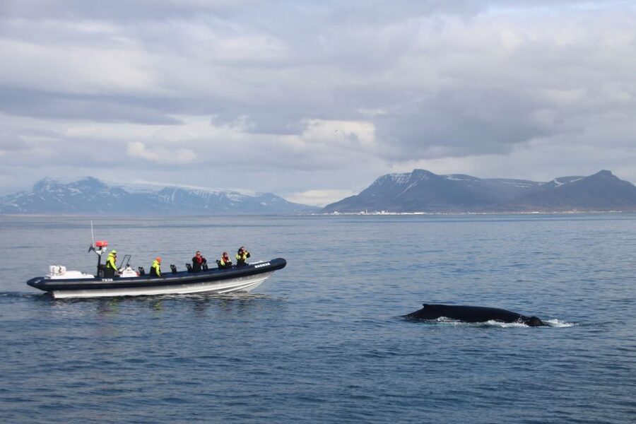 Reykjavik: Whale Watching Tour by RIB Boat - Why a RIB boat beats the big-ship style for Reykjavik whales