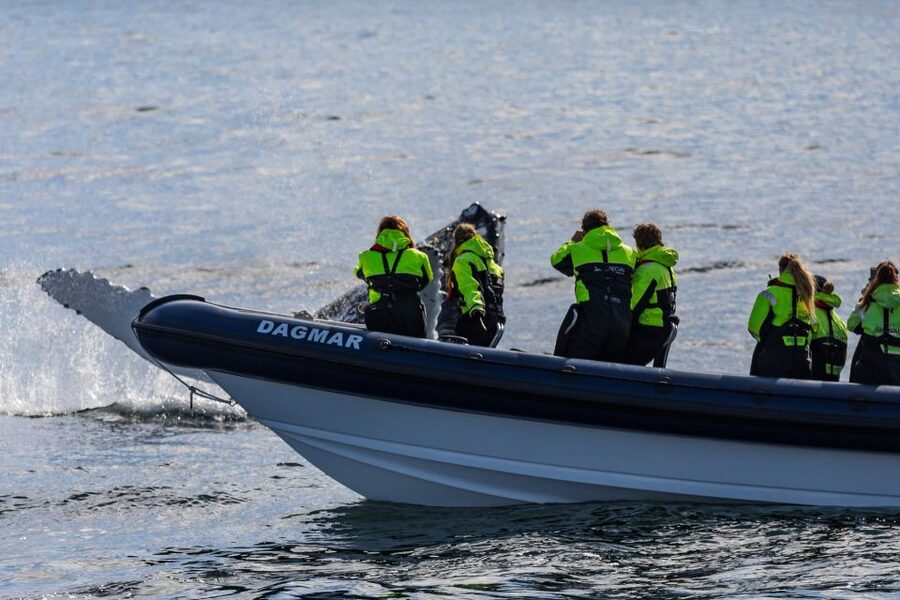Reykjavik: Whale Watching Tour by RIB Boat - Getting close to whales safely: feeding grounds, guidance, and real chances
