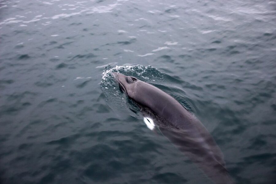 Reykjavik: Whale Watching Tour by RIB Boat - Whales of Iceland Museum after the tour: turning a sighting into context