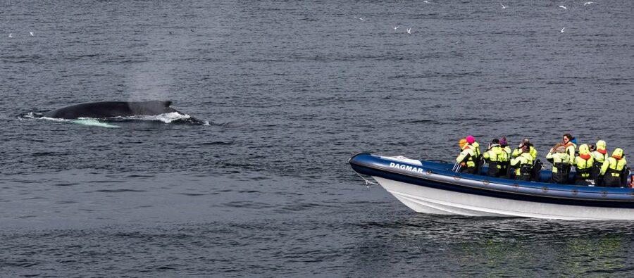 Reykjavik: Whale Watching Tour by RIB Boat - Price and value: what you’re paying for at $194 per person