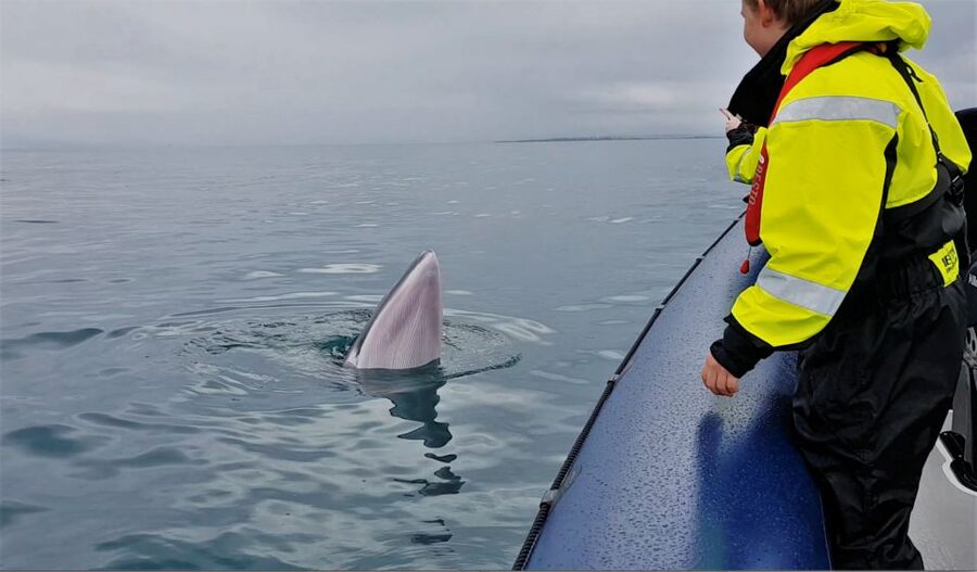Reykjavik: Whale Watching Tour by RIB Boat - Who this tour is (and isn’t) for: RIB energy has limits