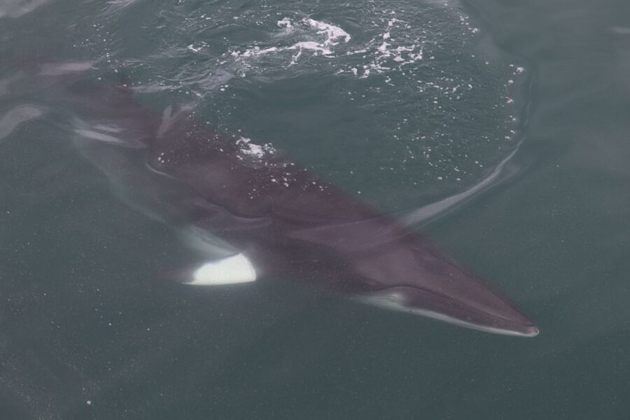 Reykjavik: Whale Watching Tour by RIB Boat - From Aegisgardur 5E to Faxaflói Bay: timing and what the ride is like