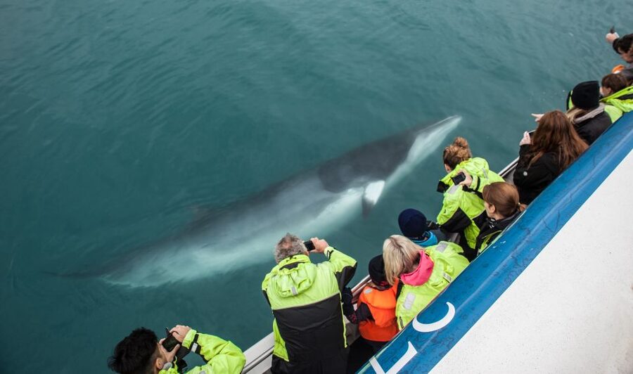 Reykjavik: Whale Watching Tour, Whales of Iceland Exhibition - Should you book the Reykjavík whale watching + Whales of Iceland museum?