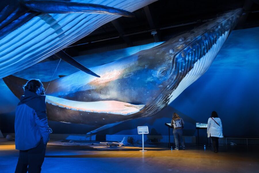 Reykjavik: Whale Watching Tour, Whales of Iceland Exhibition - On the water: what you can actually spot (and how the guide helps)