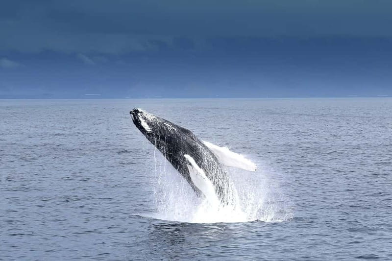 Reykjavik: Whale Watching Tour with Expert Guide - Andrea and Faxafloi Bay: What Makes This Tour Work