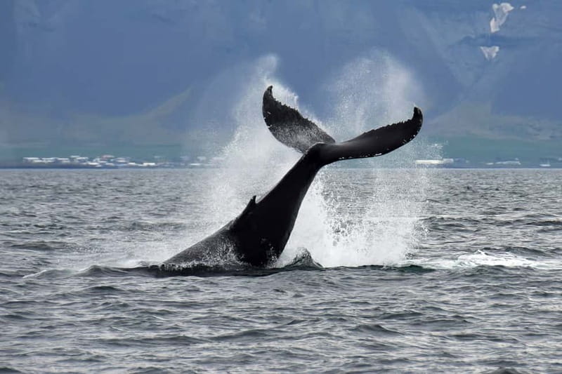 Reykjavik: Whale Watching Tour with Expert Guide - Comfort Setup: Overalls, Heated Seating, and Real Options for Staying Warm
