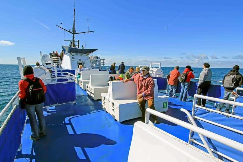 Reykjavik: Whale Watching Tour with Expert Guide - Guide Style: What You’re Really Paying For