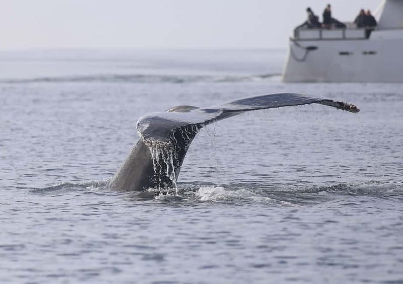 Reykjavik: Whale Watching Tour with Expert Guide - The Second Ticket: Your Real Safety Net