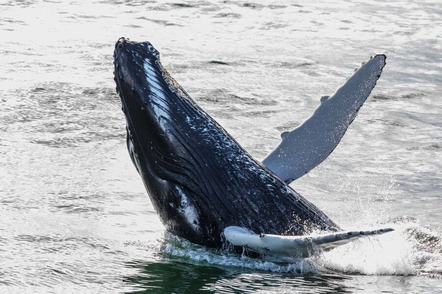 Reykjavik: Whales and Northern Lights Boat Tour - Key things I’d plan around