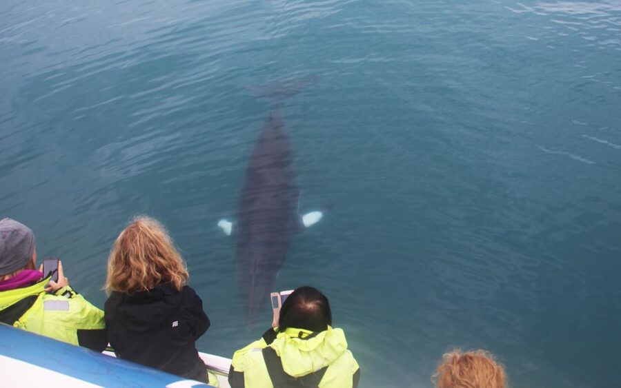 Reykjavik: Whales and Northern Lights Boat Tour - A One-Day Double: Whales by Day, Northern Lights by Night