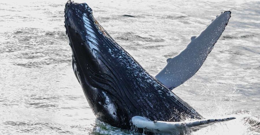 Reykjavik: Whales and Northern Lights Boat Tour - Whale Watching Cruise in Faxaflói Bay: What You’re Actually Looking For