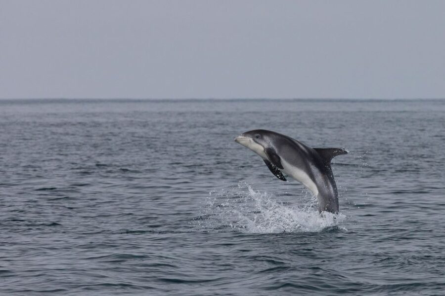 Reykjavik: Whales and Northern Lights Boat Tour - Getting to Old Harbour and Finding the Special Tours Office