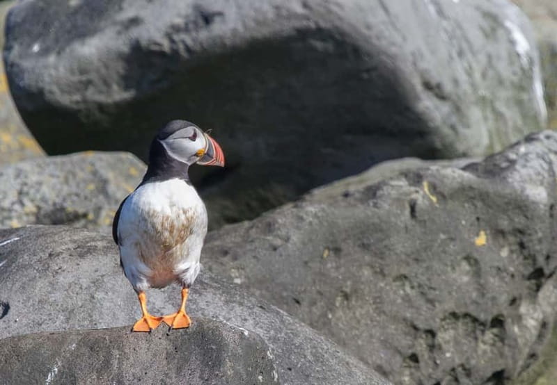 Reykjavik: Whales and Puffins Express Cruise Combo Tour - Key points at a glance