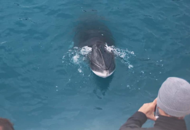 Reykjavik: Whales and Puffins Express Cruise Combo Tour - Price and Value: Why $153 Feels Fair for What You Get