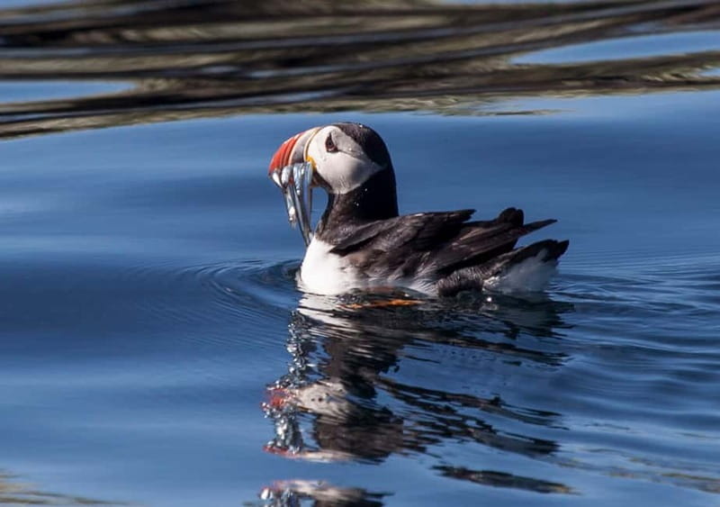 Reykjavik: Whales and Puffins Express Cruise Combo Tour - Old Harbor Logistics: Where This Whale-and-Puffin Day Gets Real