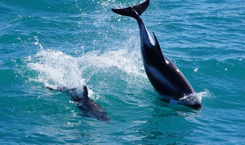 Reykjavik: Whales and Puffins Express Cruise Combo Tour - Andrea Whale Watching: Big Boat Comfort Meets Faxaflói Bay Wildlife