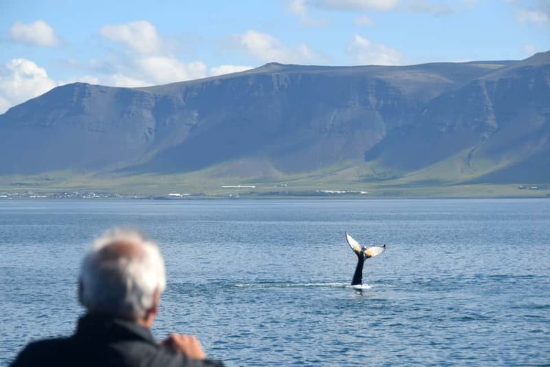 Reykjavik: Whales and Puffins Express Cruise Combo Tour - Classic vs Express Whale Routes: Saving Time Without Shortchanging the Sea Time