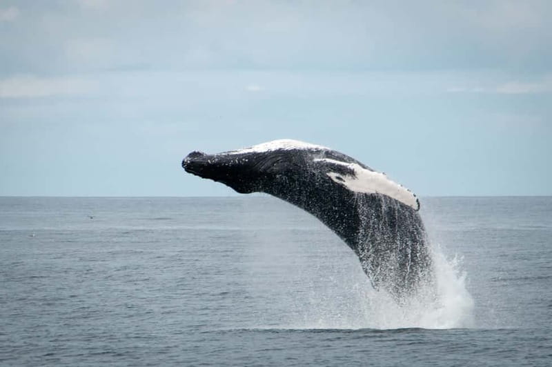 Reykjavik: Whales and Puffins Express Cruise Combo Tour - How the Departure Times Change Your Day (And Your Chances of a Good Flow)
