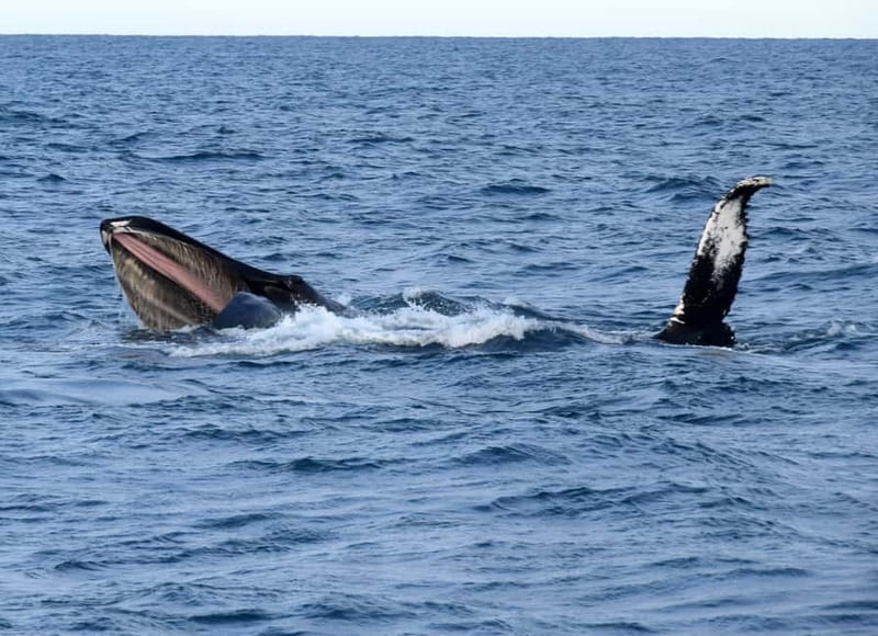 Reykjavik: Whales and Puffins Express Cruise Combo Tour - Wildlife Chances: A Realistic Look at What Keeps This Tour Worth It
