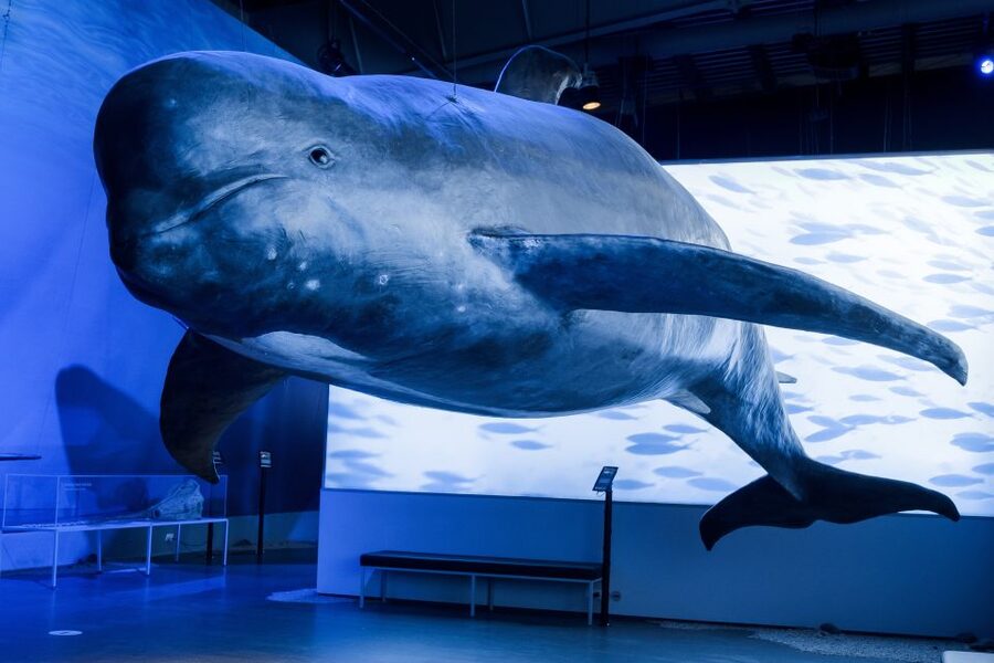Reykjavik: Whales of Iceland Museum Entrance Ticket - Key highlights to plan around