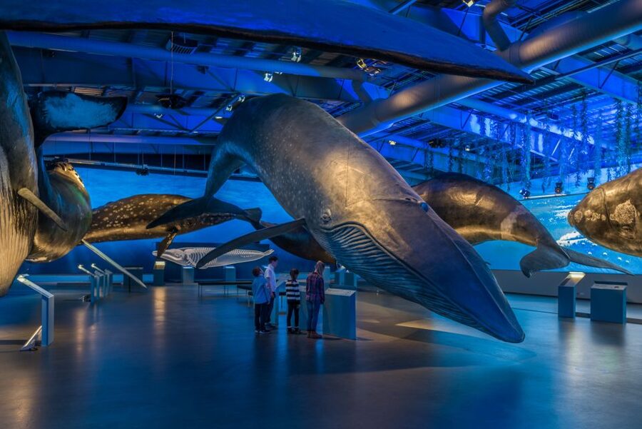 Reykjavik: Whales of Iceland Museum Entrance Ticket - Interactive exhibits that turn facts into real understanding