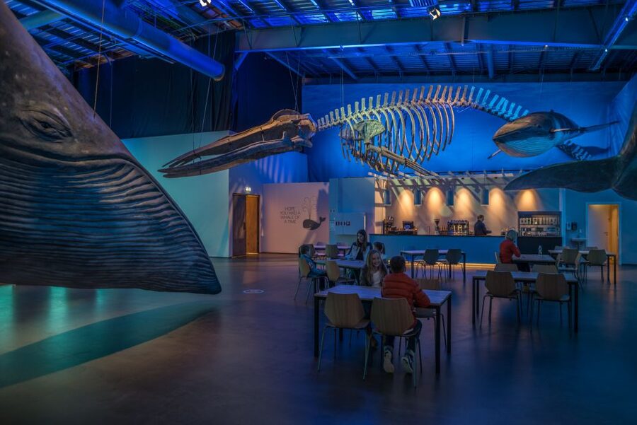 Reykjavik: Whales of Iceland Museum Entrance Ticket - Fin Whale Theatre: included documentaries that set the tone