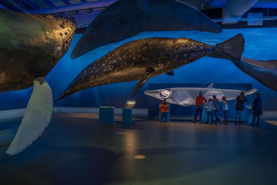 Reykjavik: Whales of Iceland Museum Entrance Ticket - Price and value: what you get for about $34