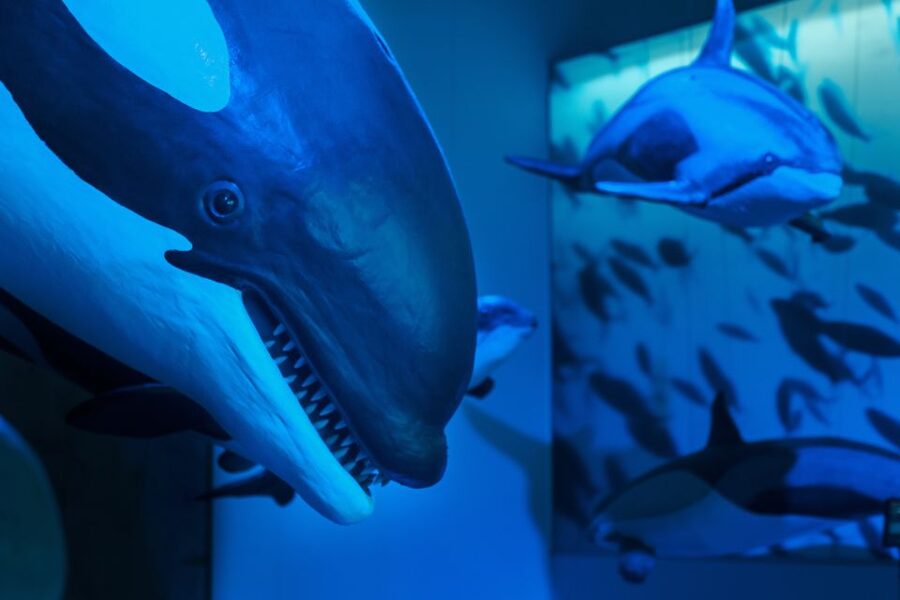 Reykjavik: Whales of Iceland Museum Entrance Ticket - Practical tips for a smooth visit