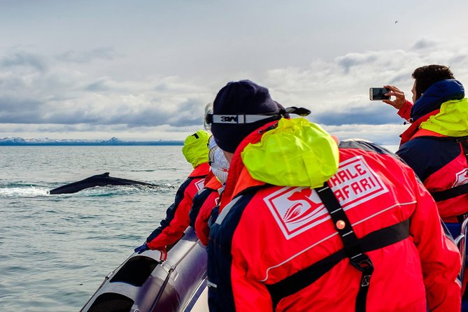 RIB Whale Watching Small-Group Boat Tour from Reykjavik - Why this RIB whale safari feels different than big-boat tours
