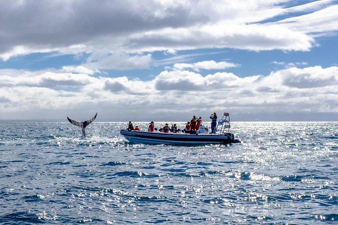 RIB Whale Watching Small-Group Boat Tour from Reykjavik - Stop 2 at Akurey, Engey, or Lundey: the puffins quick fix