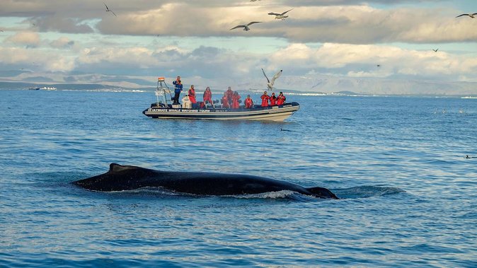 RIB Whale Watching Small-Group Boat Tour from Reykjavik - Stop 3 in Faxaflói Bay: the real whale safari