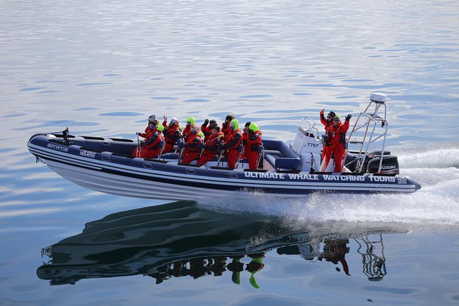 RIB Whale Watching Small-Group Boat Tour from Reykjavik - Price and value: what you’re paying for at $208 per person