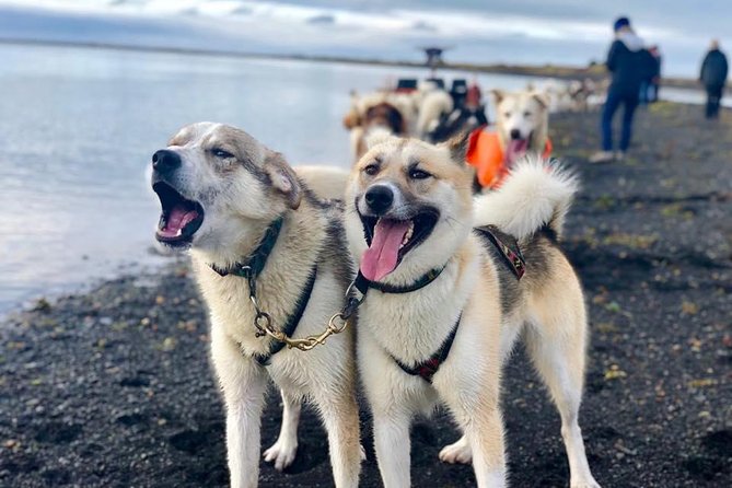 Small Group Husky Sledding Tour from Capital Region - Weather Reality Check: All-Weather Operation and the Dry-Land Option
